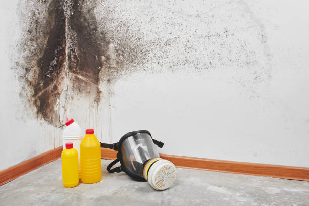 Best Commercial Mold Removal  in Webster City, IA