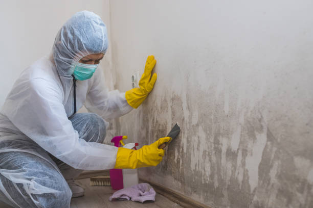 Professional Mold Removal in Webster City, IA