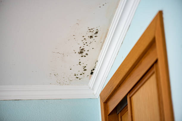 Best Local Mold Removal Service  in Webster City, IA