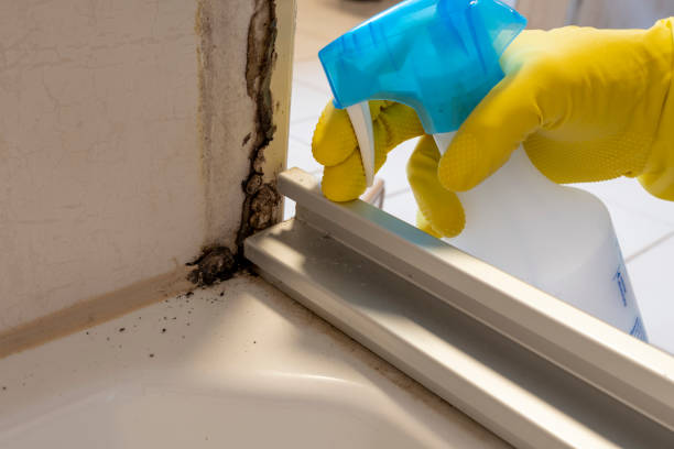 Best Mold Testing  in Webster City, IA