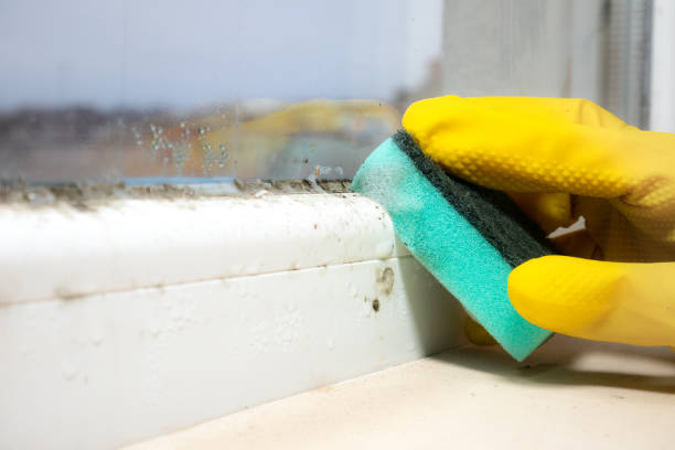 Best Fast Mold Removal  in Webster City, IA