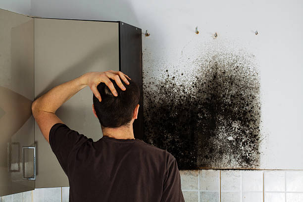 Best Attic Mold Removal  in Webster City, IA