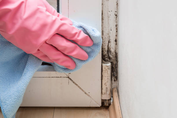 Best Mold Remediation Experts  in Webster City, IA